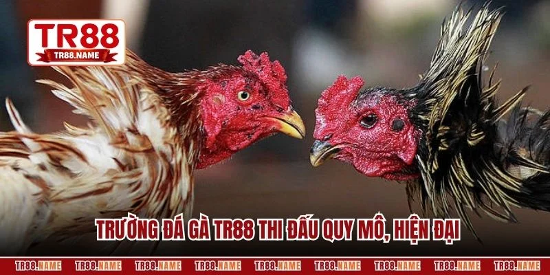 Trường đá gà TR88 thi đấu quy mô, hiện đại